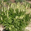 digitalis lanata